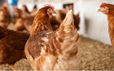 top agrar Geflügel-Newsletter: Bereits 4.000 Empfänger