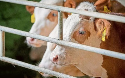 Mittendrin statt online: „Zukunft Rindermast 3.0“