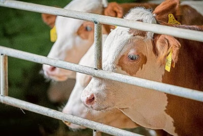 Mittendrin statt online:  „Zukunft Rindermast 3.0“